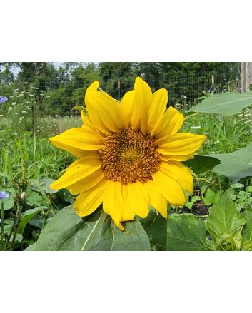Sunflower 'Dwarf Sunny' Seeds (Naturally Grown)