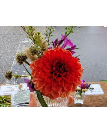 Dahlia 'Red Pompon' Tubers - Shipping 2025 Spring - Harvested on our Farm - USDA Certified Organic