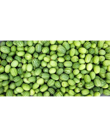 Cucumber 'Mouse Melon' or 'Mexican Sour Gherkin' Plant 