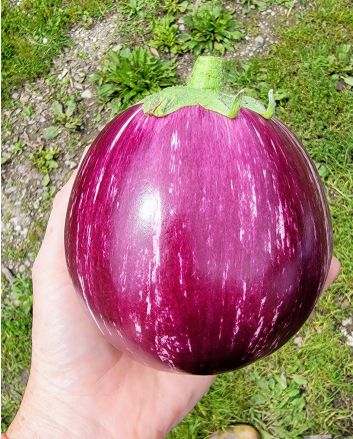 Eggplant ‘Purple &amp; White Striped’ Seeds (Naturally Grown)
