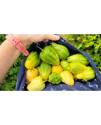 Tomatillo 'Chupon de Malinalco' Seeds (Naturally Grown)