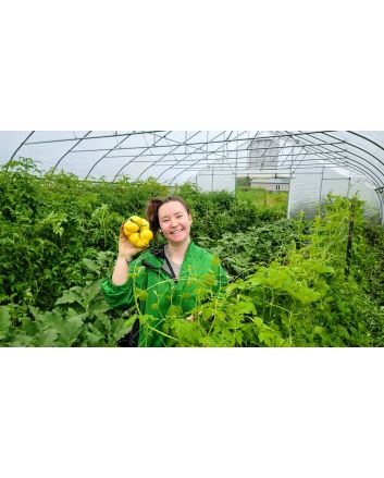 Tomato 'Yellow Flesh Red Interior" Seeds (Naturally Grown)