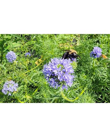 Gilia Globe Seeds (Naturally Grown)