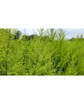 Sweet Annie Artemisia Seeds (Naturally Grown)