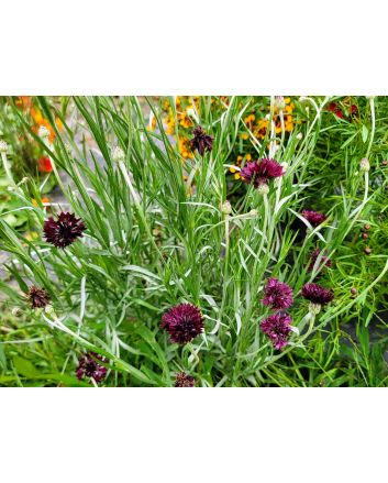 Bachelor's Button 'Black Magic' Seeds (Naturally Grown)