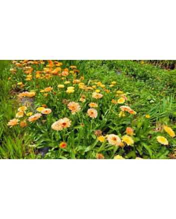 Calendula 'Red Splash Mix' Seeds (Naturally Grown)