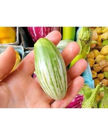 Eggplant 'Thai Rugby’ Seeds (Naturally Grown)
