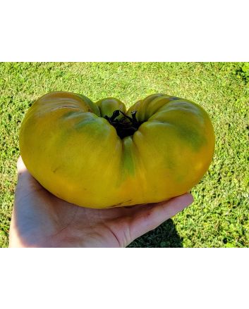 Tomato 'Golden King of Siberia' (Beefsteak Cross) Seeds (Naturally Grown)