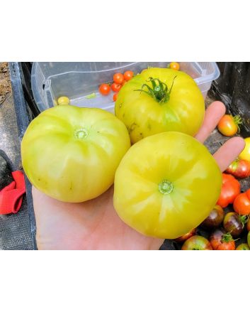 Tomato 'Mandarina Yellow' Seeds (Naturally Grown)