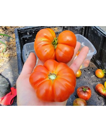 Tomato 'Mandarina Red' Seeds (Naturally Grown)
