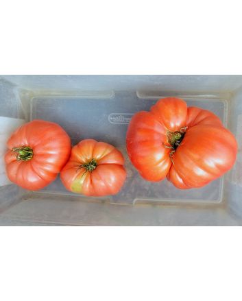 Tomato 'Tobolsk' (Pink Variant) Seeds (Naturally Grown)