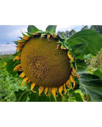 Sunflower 'Black Oil' Seeds (Naturally Grown)