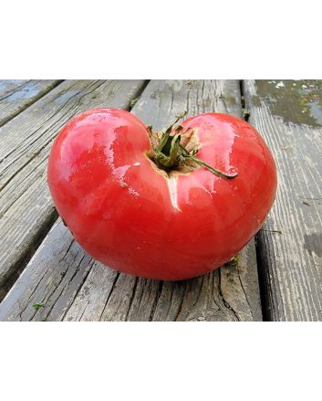 Tomato 'Anna Russian' Seeds (Naturally Grown)