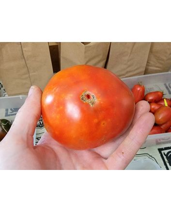 Tomato 'Siletz' Seeds (Naturally Grown)
