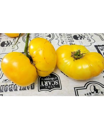 Tomato 'Dagma's Perfection' Seeds (Naturally Grown)