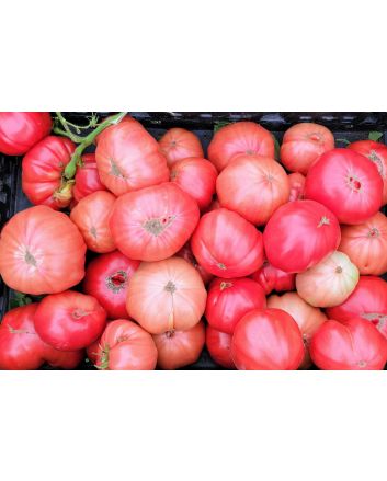 Tomato 'Russian Rose' Seeds (Naturally Grown)