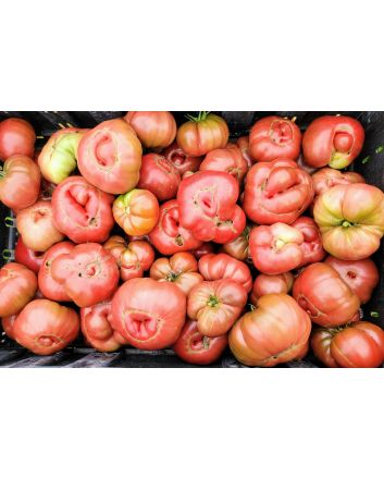 Tomato 'Purple Passion' Seeds (Naturally Grown)