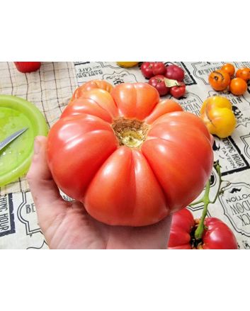 Tomato 'Yellow Flesh Red Interior" (Red Variant) Seeds (Naturally Grown)