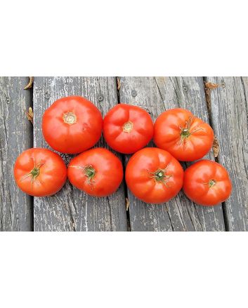 Tomato 'Cosmonaut Volkov' Seeds (Naturally Grown)