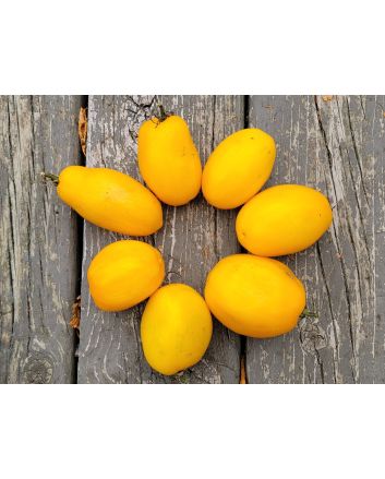 Tomato 'Golden Gates' Seeds (Naturally Grown)