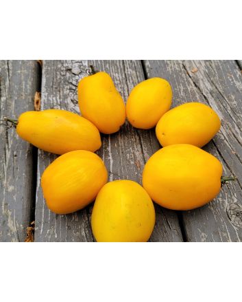 Tomato 'Golden Gates' Seeds (Naturally Grown)