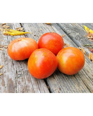 Tomato 'Buckbee's New 50 Day' Seeds (Naturally Grown)