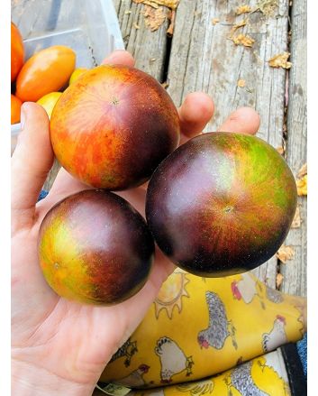 Tomato 'Queen of The Night' Seeds (Naturally Grown)