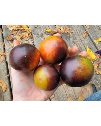 Tomato 'Queen of The Night' Seeds (Naturally Grown)