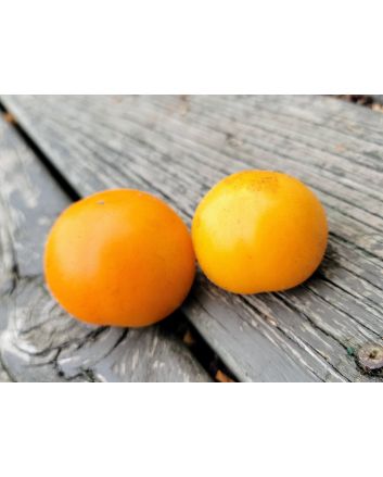 Tomato 'Tangella' Seeds (Naturally Grown)