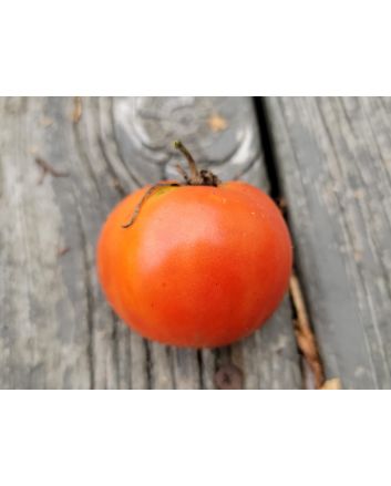 Tomato 'Sophie's Choice' Seeds (Naturally Grown)