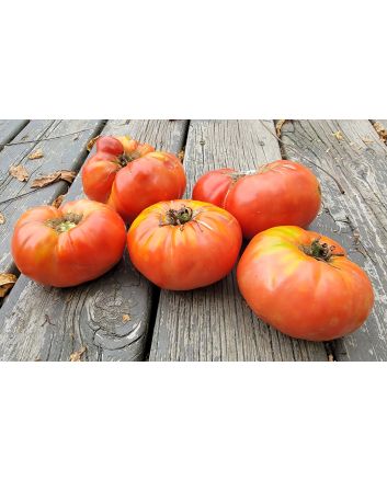 Tomato 'Guido' Seeds (Naturally Grown)