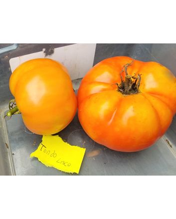 Tomato 'Tondo Liscio' Seeds (Naturally Grown)