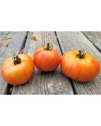 Tomato 'Tondo Liscio' Seeds (Naturally Grown)