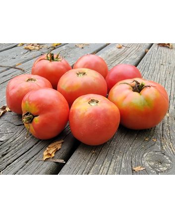 Tomato 'June Pink' AKA 'Pink Earliana' Seeds (Naturally Grown)