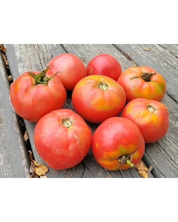 Tomato 'June Pink' AKA 'Pink Earliana' Seeds (Naturally Grown)