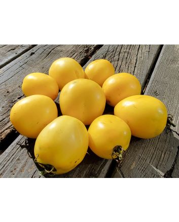 Tomato 'New Moon' Seeds (Naturally Grown)