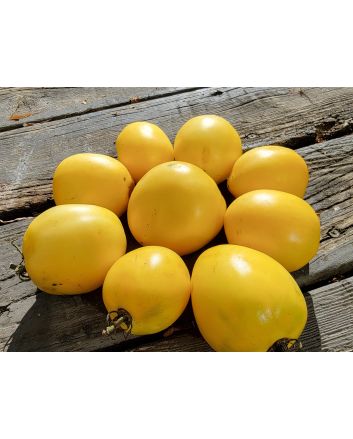 Tomato 'New Moon' Seeds (Naturally Grown)