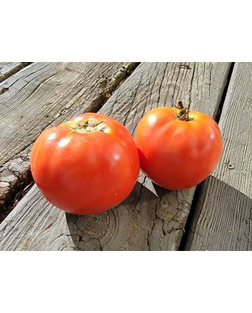 Tomato 'Burgess Mammoth Wonder' Seeds (Naturally Grown)