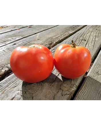 Tomato 'Burgess Mammoth Wonder' Seeds (Naturally Grown)