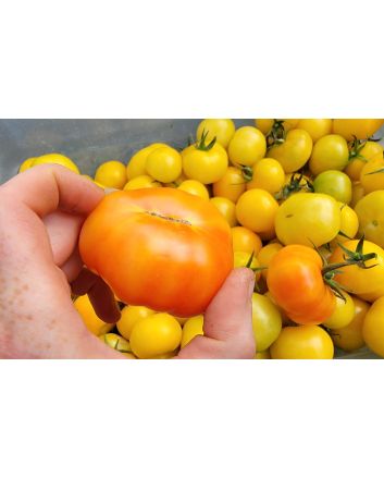 Tomato 'Poma Amoris Minora Lutea' Seeds (Naturally Grown)
