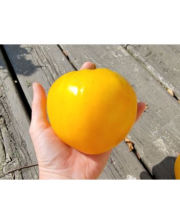 Tomato 'Golden King of Siberia' Seeds (Naturally Grown)