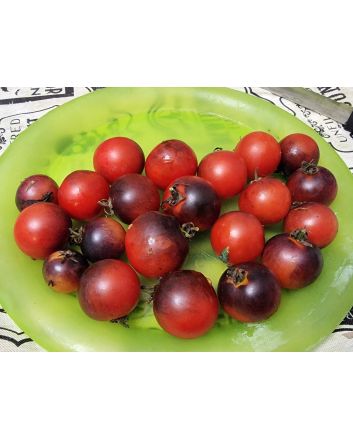 Tomato 'Fahrenheit Blues' Seeds (Naturally Grown)