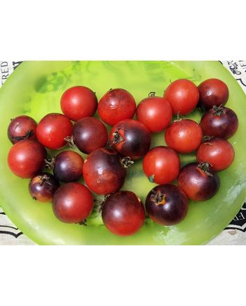 Tomato 'Fahrenheit Blues' Seeds (Naturally Grown)
