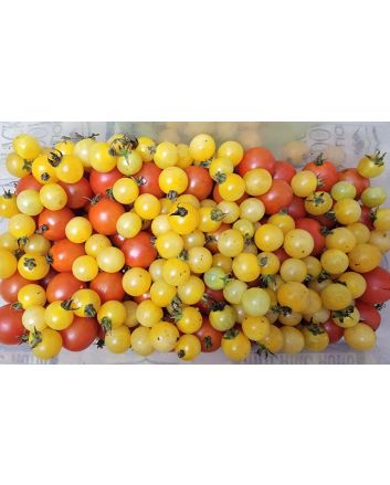 Tomato 'Fritz Ackerman Cross' Seeds (Naturally Grown)