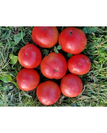 Tomato 'Raspberry Lyanna' Seeds (Naturally Grown)