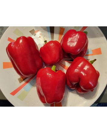 Sweet Pepper 'Pick Me Quick' Seeds (Naturally Grown)
