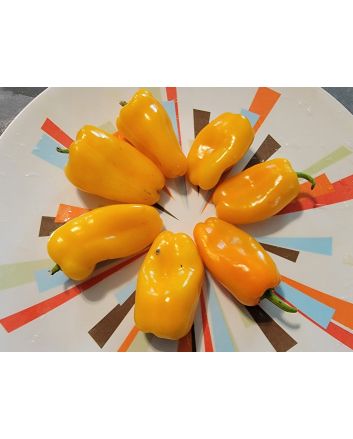 Sweet Pepper 'Lunch Box Yellow' Seeds (Naturally Grown)