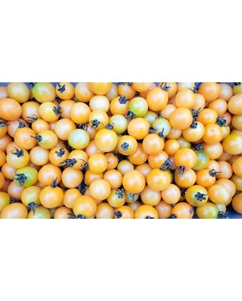 Tomato 'Honeydrop' Seeds (Naturally Grown)