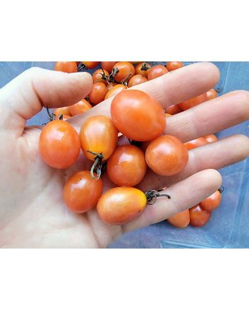 Tomato 'Sprite' Seeds (Naturally Grown)