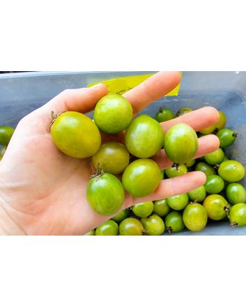Tomato 'Green Doctors Frosted Cherry' Seeds (Naturally Grown)